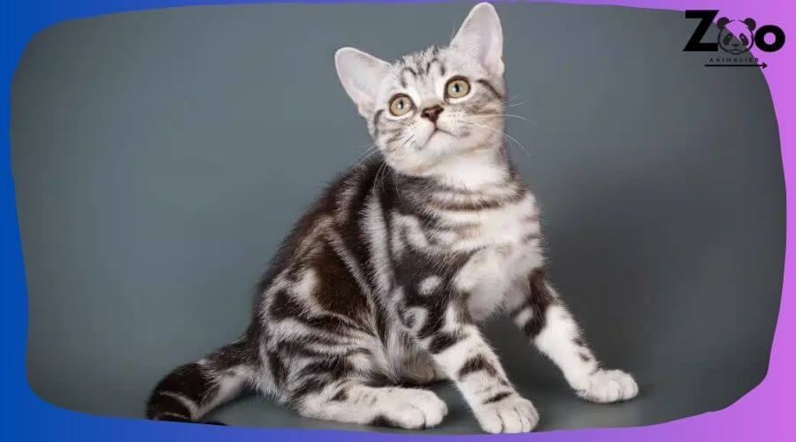 American Shorthair