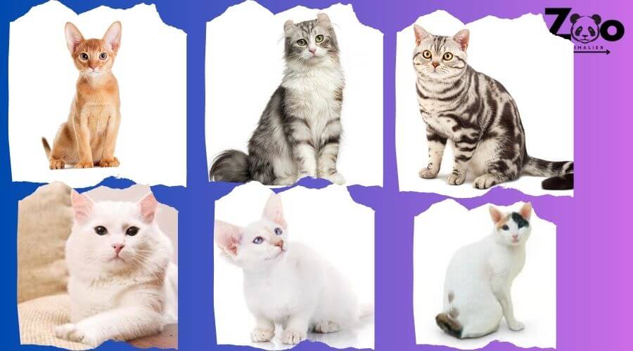 race de chat