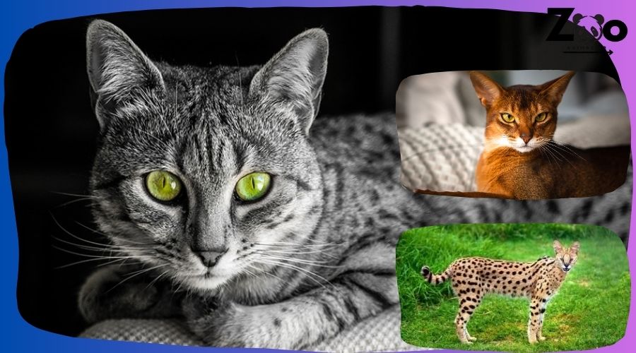 chat egyptien
