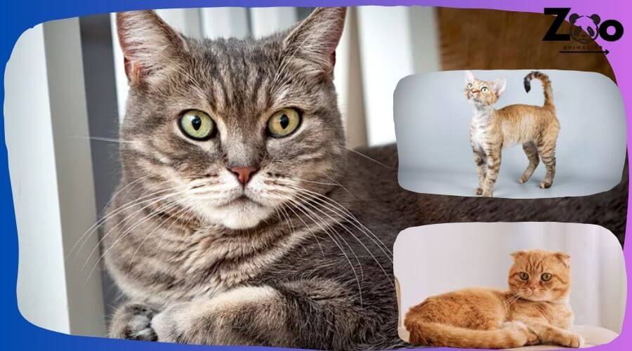 chat europeen