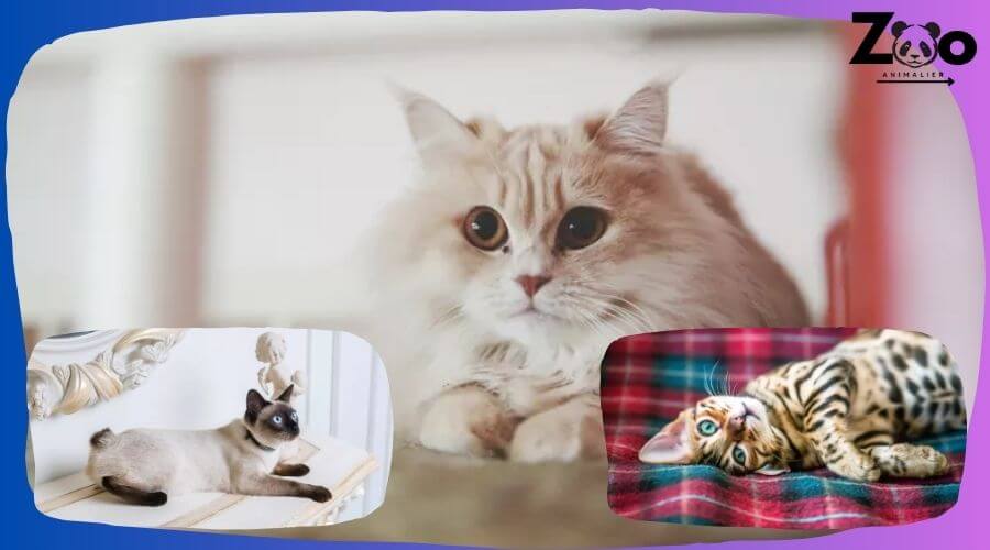 races de chats asiatiques